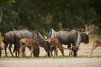 Blue wildebeest (Connochaetes taurinus) herd with youngsters in the dessert, captive, distribution