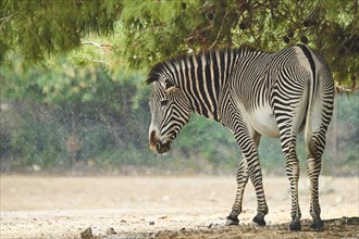 Plains zebra (Equus quagga) under a scots pie tree walking in the dessert, captive, distribution