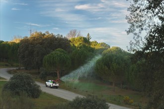 A vehicle sprays a pine forest against the processionary caterpillar pest, which is poisonous for