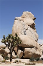 Monzogranite formations, Joshua Tree National Park, Palm Desert, Southern California, USA, North