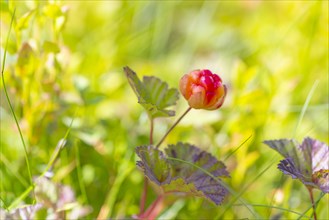 Cloudberry (Rubus chamaemorus), landscape, nature shot, close-up, summer, blurred background,