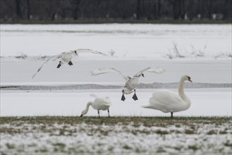 Mute swans (Cygnus olor) and whooper swans (Cygnus cygnus), Emsland, Lower Saxony, Germany, Europe