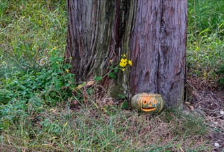Jack-O-Lantern on ground in front of large tree next to yellow flowers in South Korea