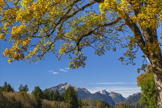 Maple tree in autumn colours in front of mountains, sun, behind Scheinbergspitze, Ammergau Alps,