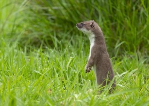 Stoat (Mustela erminea), making mate and looking attentively, Lower Saxony, Germany, Europe