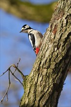Great spotted woodpecker (Dendrocopos major), male sitting on a branch and looking curiously,