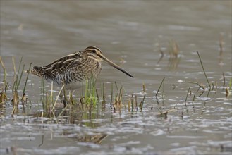 Common snipe (Gallinago gallinago) adult bird standing on the edge of a lake, Suffolk, England,