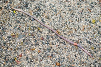 Large field worm (Octolasion lacteum) after rain on gravel surface, close-up, Ilsetal, Eastern