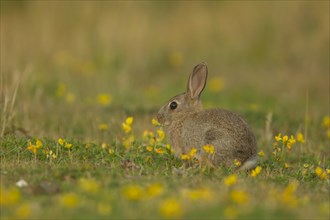 Rabbit (Oryctolagus cuniculus) adult sat amongst flowering Birds foot trefoil flowers, Suffolk,