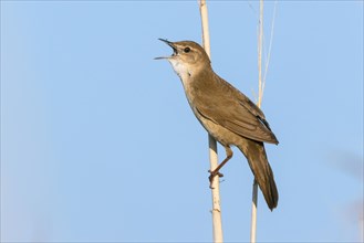 Reed warbler bird