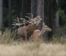 Red deer (Cervus elaphus) and hind, red deer standing on a forest meadow, the deer roars, captive,