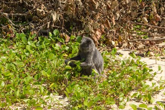 Silvery lutung or silvered leaf langur monkey (Trachypithecus cristatus) feeding in Bako national