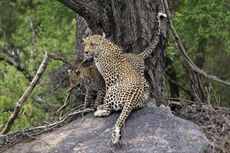 Leopard (Panthera pardus), adult with young, observed, alert, sitting, on rocks, Sabi Sand Game