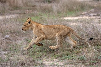 Lion (Panthera leo), young, stalking, running, alert, Sabi Sand Game Reserve, Kruger National Park,