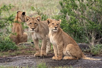 Lion (Panthera leo), cubs, three, siblings, vigilant, Sabi Sand Game Reserve, Kruger National Park,