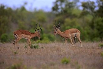 Black Heeler Antelope, (Aepyceros melampus), adult, male, two males, imposing behaviour, Sabi Sand