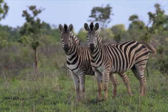 Burchell's zebra (Equus quagga burchelli), adult, two zebras, alert, Kruger National Park, Kruger