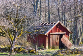 Old Decayed red wooden shed at the edge of the forest at springtime, Sweden, Europe