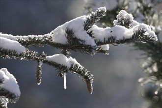 Icicle, Winter, Germany, Europe