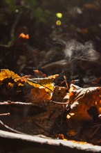 Steaming forest floor, autumn leaves in the sunlight, Neubeuern, Bavaria, Germany, Europe