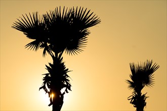 Holly trees, evening light, silhouette, Andhra Pradesh, India, Asia
