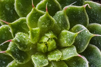 Macro of succulent cactus belonging to the family of Crassulaceae with water droplets