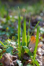 Snake leek or rocambole (Allium scorodoprasum), young stalks sprouting from the forest floor,