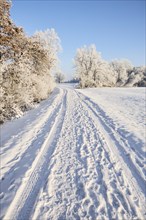 Snow-covered path in a winter landscape near Polling an der Ammer. Polling, Paffenwinkel, Upper