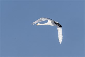 Tundra swan (Cygnus bewickii), flying, Emsland, Lower Saxony, Germany, Europe