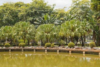 Palm collection in city park in Kuching, Malaysia, tropical garden with large trees and lawns,