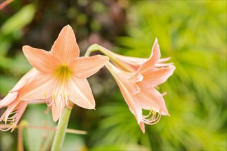 Amaryllis pink flowers. Background, sunny day at tropical park, gardening
