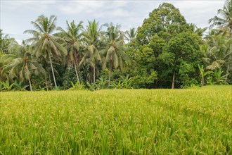 Rice fields in countryside, Ubud, Bali, Indonesia, green grass, large trees, jungle and cloudy sky.