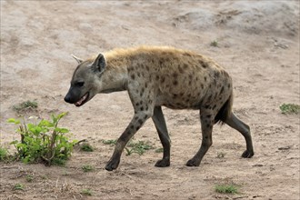 Spotted hyena (Crocuta crocuta), adult, running, Kruger National Park, Kruger National Park, South