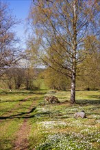 Path in a meadow landscape with flowering Wood anemone (Anemone nemorosa) and budding birch trees