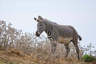 Plains zebra (Equus quagga) standing in the dessert, captive, distribution Africa