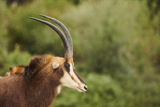 Sable antelope (Hippotragus niger), portrait, in the dessert, captive, distribution Africa