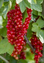 Redcurrants (Ribes rubrum), redcurrant bush, Palatinate, Rhineland-Palatinate, Germany, Europe