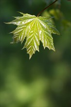 Norway maple (Acer platanoides) or Norway maple, young, freshly unfolded, shiny leaf in May,