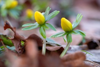 Yellow winter aconites, heralds of spring, Germany, Europe