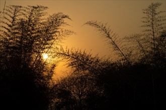 Bamboo, silhouette, evening light, Andhra Pradesh, India, Asia