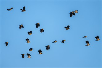 Northern Lapwing, Vanellus vanellus, birds in flight on blue sky