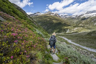 Mountaineers on a hiking trail with blooming alpine roses in front of a picturesque mountain