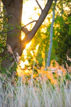 The warm light of the setting sun falls through grasses and trees, summer evening in the forest by