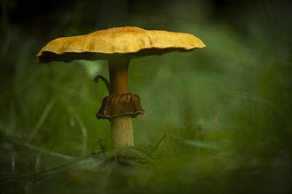 Mushroom on forest meadow, Mindelheim, Unterallgaeu, Bavaria, Germany, Europe