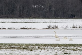 Whooper Swans (Cygnus cygnus) and tundra swans (Cygnus bewickii), Emsland, Lower Saxony, Germany,