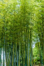 Tall bamboo stalks in garden on sunny afternoon in Hiroshima, Japan, Asia