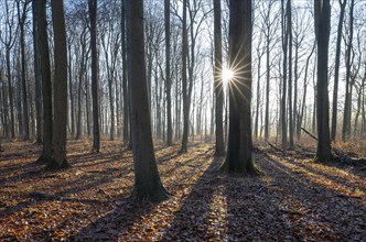 Deciduous forest in autumn, backlit with sun star, Thuringia, Germany, Europe