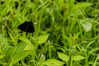 Closeup of black butterfly with white markings resting on the stem of a green plant