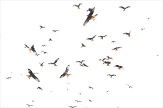 Red kite (Milvus milvus) adult birds in flight in a large group, Wales, United Kingdom, Europe