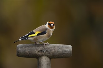 European goldfinch (Carduelis carduelis) adult bird on a garden fork handle, Suffolk, England,